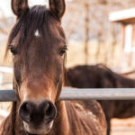 Communication animale : portrait d'un cheval heureux